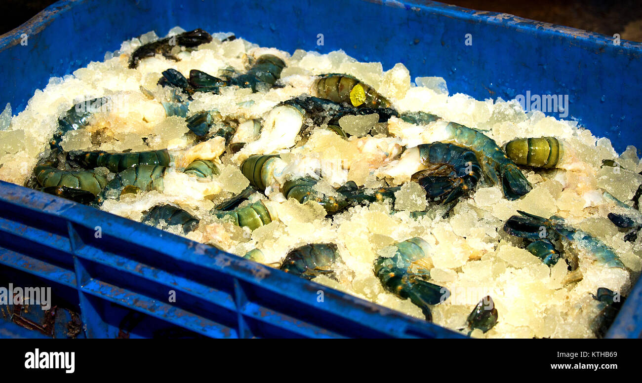 Il venditore di pesce ha tenuto Tiger Shrimps in ghiaccio per la vendita. I gamberetti svolgono un ruolo fondamentale nell'industria dell'esportazione del Bangladesh ed è anche una domanda a livello globale. Foto Stock