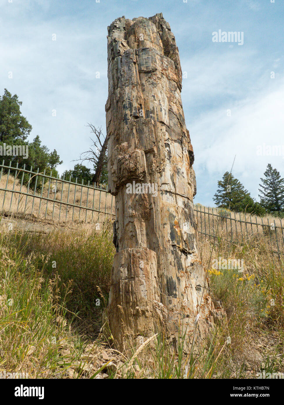 Parco Nazionale di Yellowstone: il Petrified Tree Foto Stock