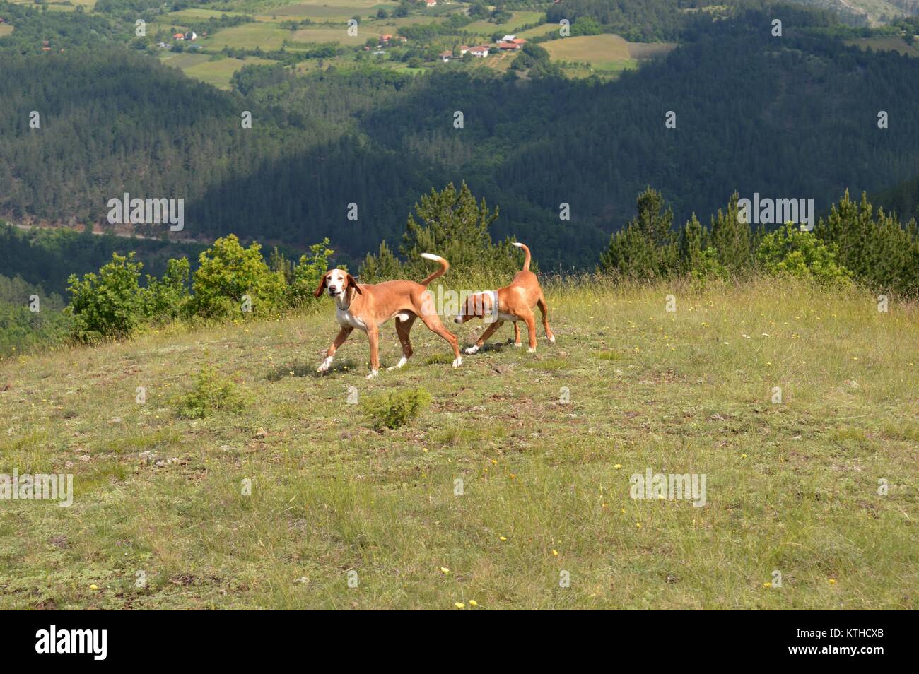 I cani sono in riproduzione in Prato Foto Stock