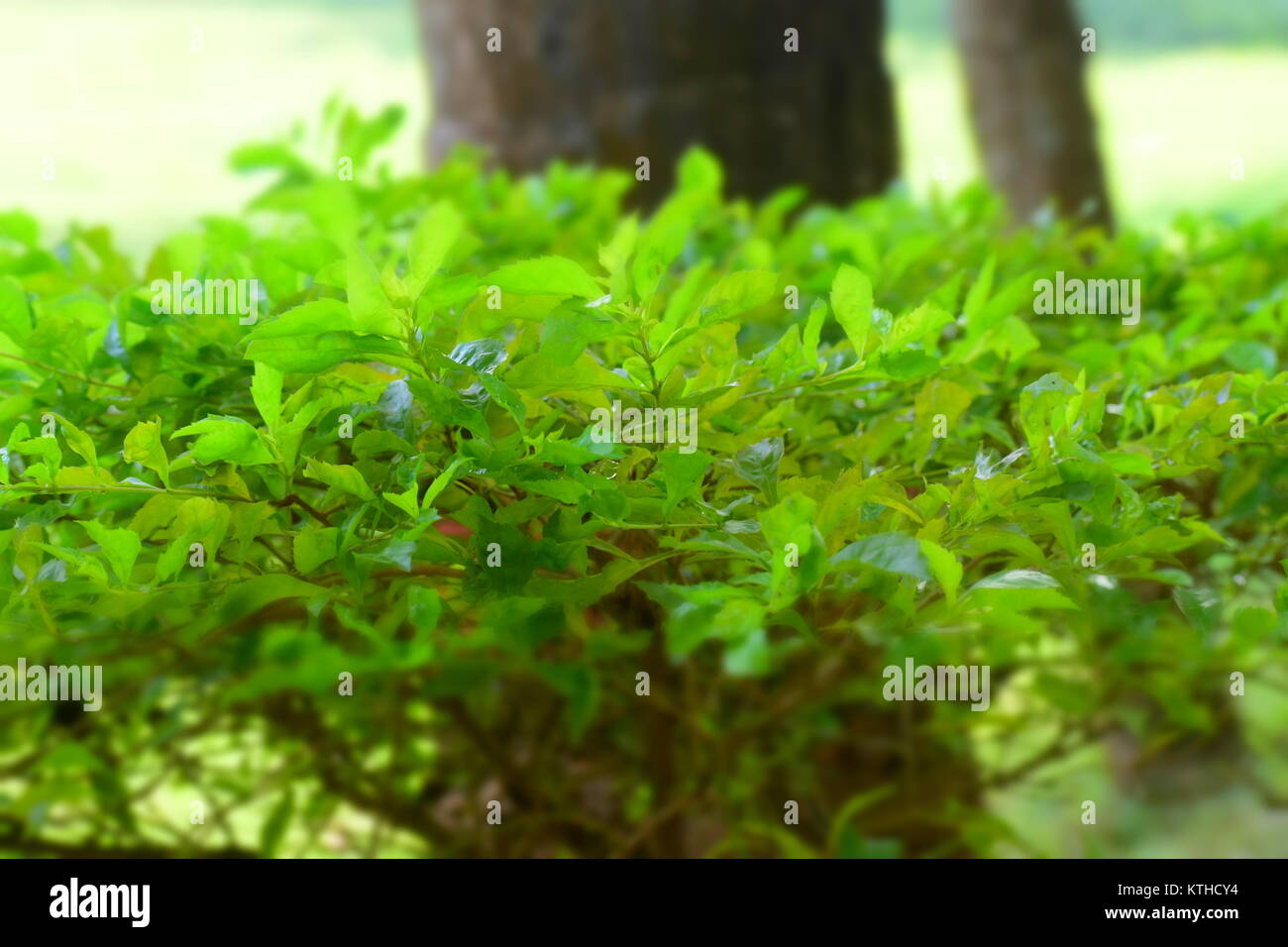 Numerose sono le foglie verdi che sono verde naturale dei colori. Foto Stock