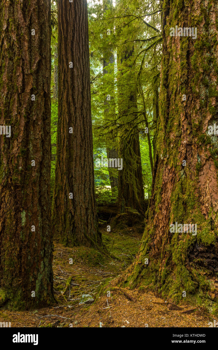 Antiche piantagioni Sentiero Natura anche se vecchia foresta nel Sol Duc sezione del Parco Nazionale di Olympic in Washington, Stati Uniti Foto Stock