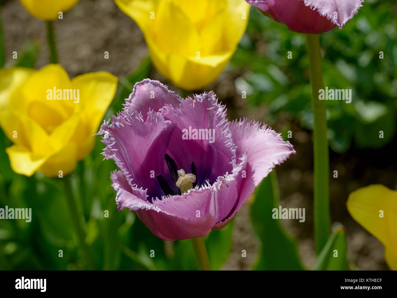 Close-up rosso-violetto orlata tulip flower su Verde foglie e tulipani gialli sfondo nella luce solare giardino su letto di fiori. Foto Stock