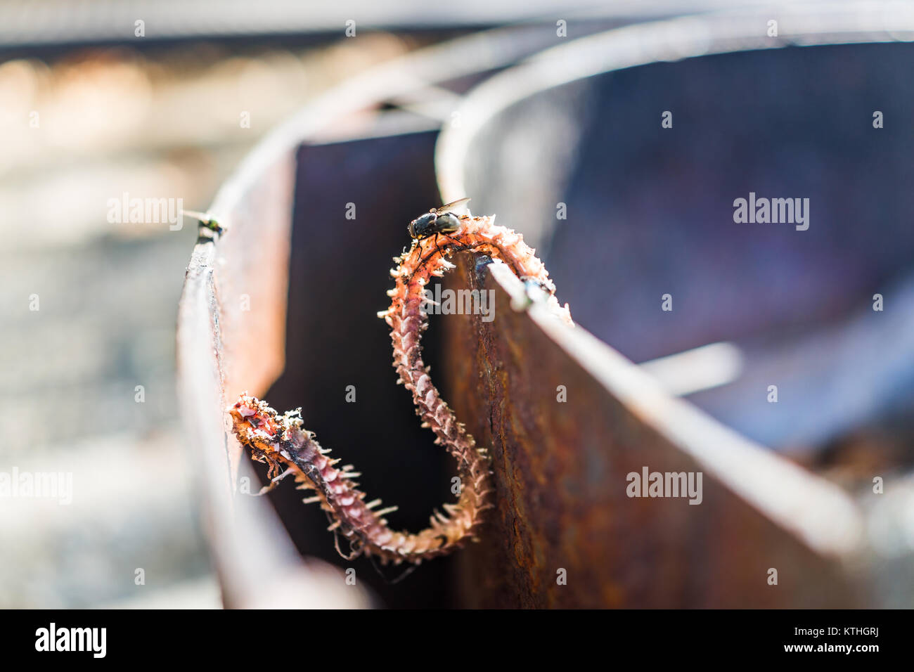 Morto scheletro di serpente con mosche appesi su una buca per il fuoco grill sul campeggio con esposti ossa e carne Foto Stock