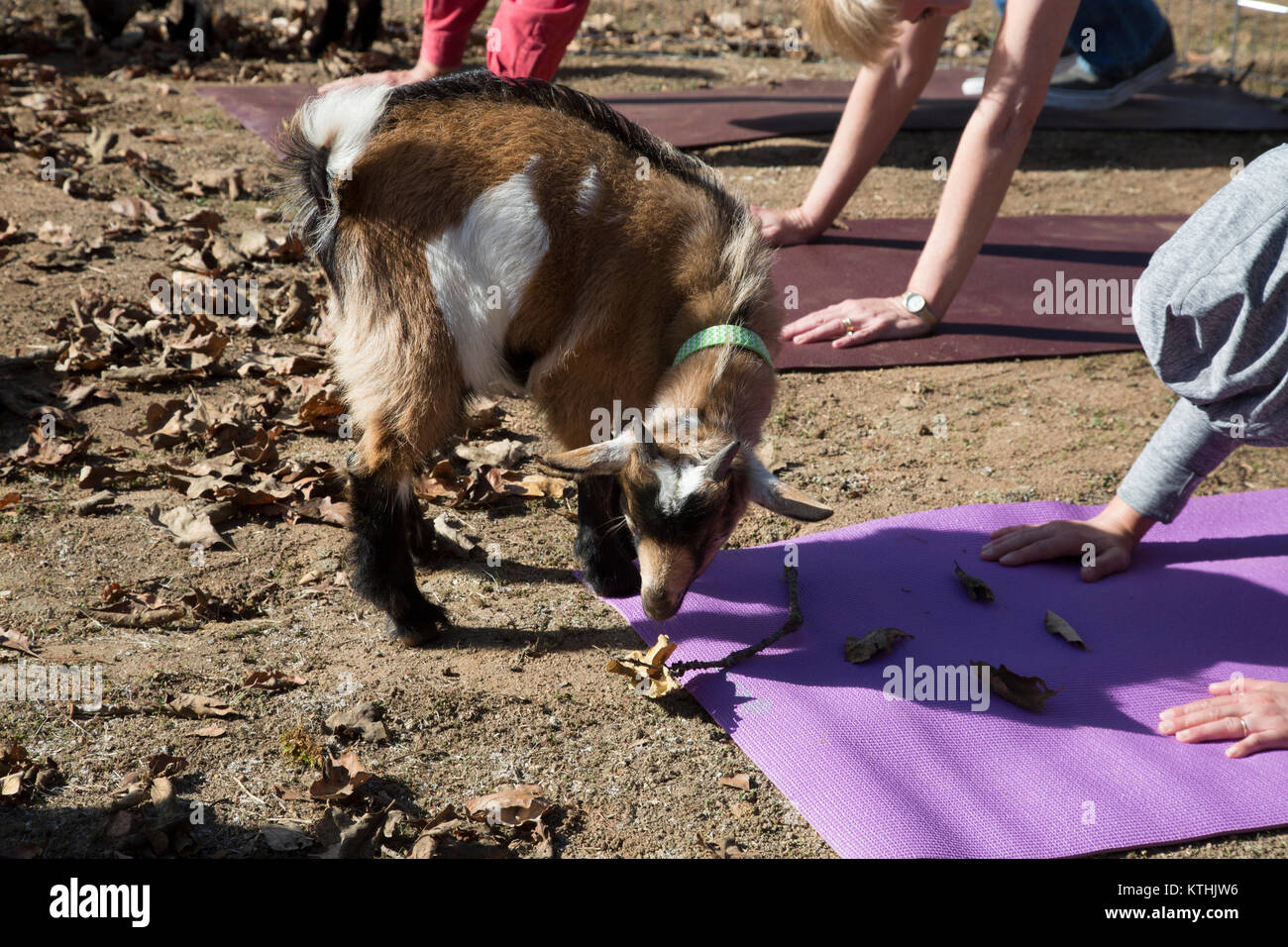 Yoga di capra, California Foto Stock