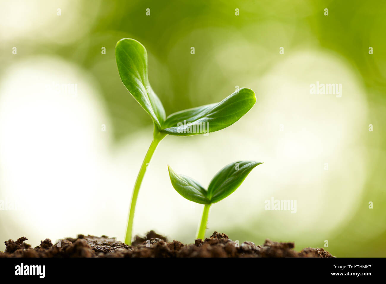 Close up della molla bud crescente con verde brillante sullo sfondo della natura Foto Stock