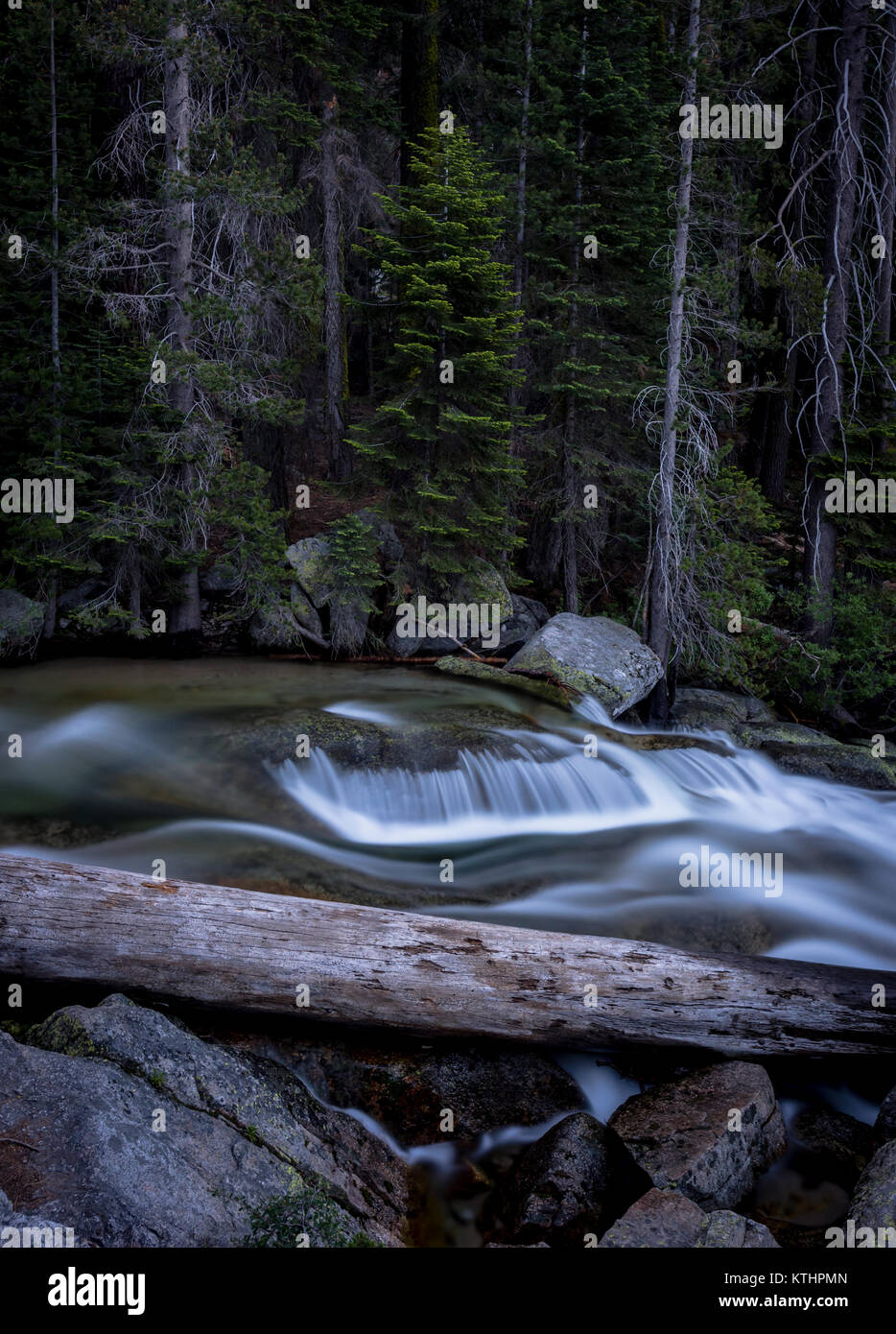 Cascate di acqua nel fiume di fronte degli alberi di pino Foto Stock