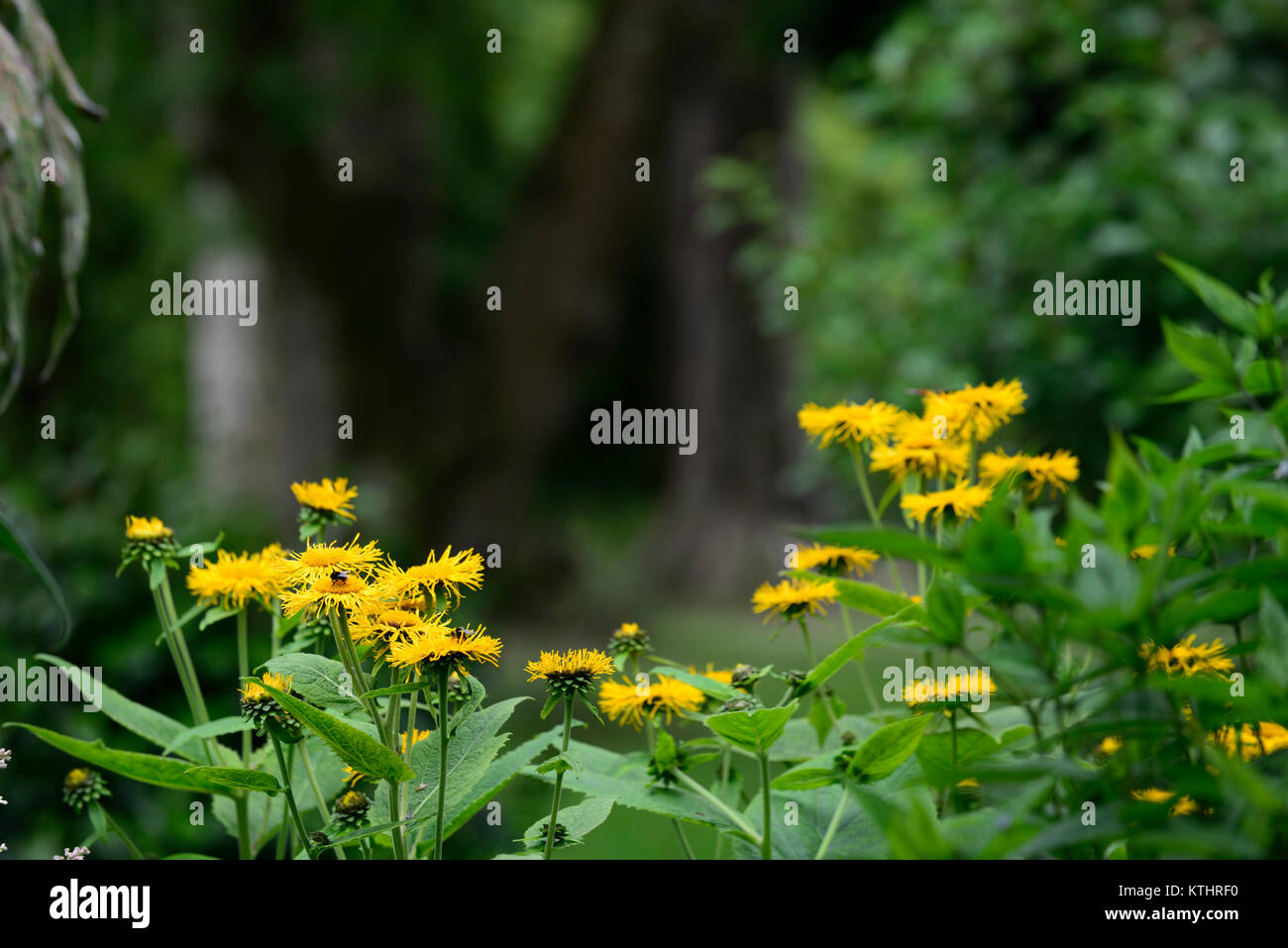 Doronicum orientale,Leopard's Bane,giallo,fiore,fiori,fioritura,perenne,RM Floral Foto Stock