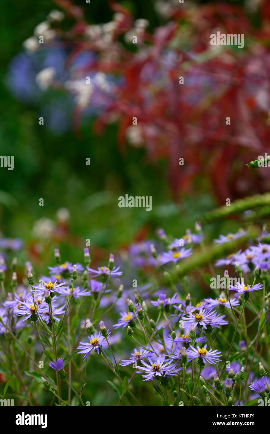 Eurybia × herveyi,SYN,Aster macrophyllus Twilight,Twilight grandi foglie aster,Persicaria microcephala drago rosso,blu lavanda,bianco,fiore,fiori,fiore Foto Stock