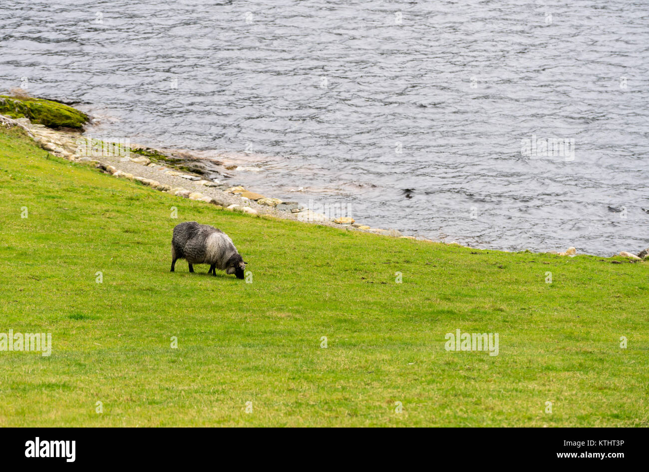 Pecore al pascolo da un fiordo in Norvegia Foto Stock