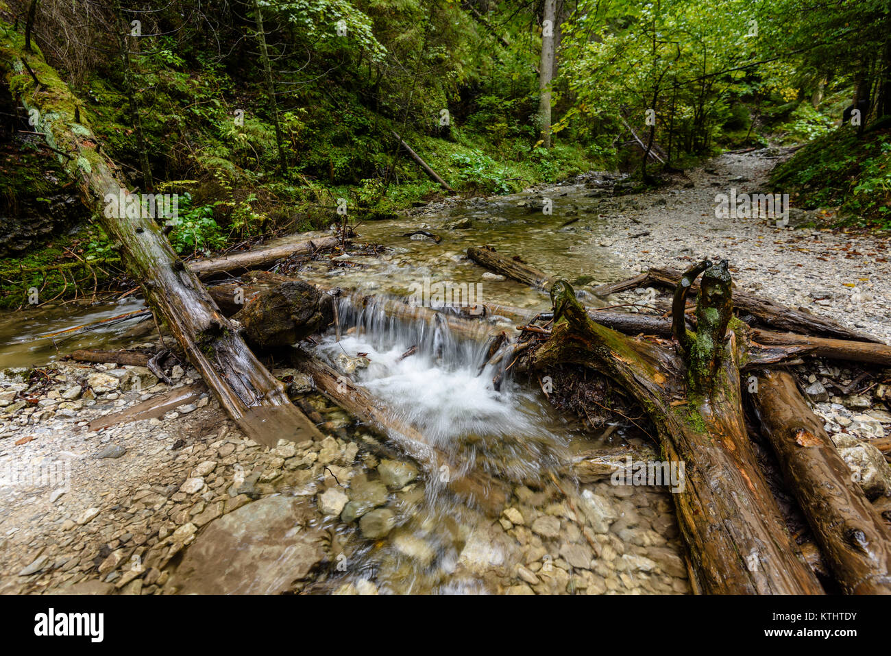 Fiume di montagna in estate con flusso e acqua alta nella foresta. slovensky raj. sucha bela trail Foto Stock