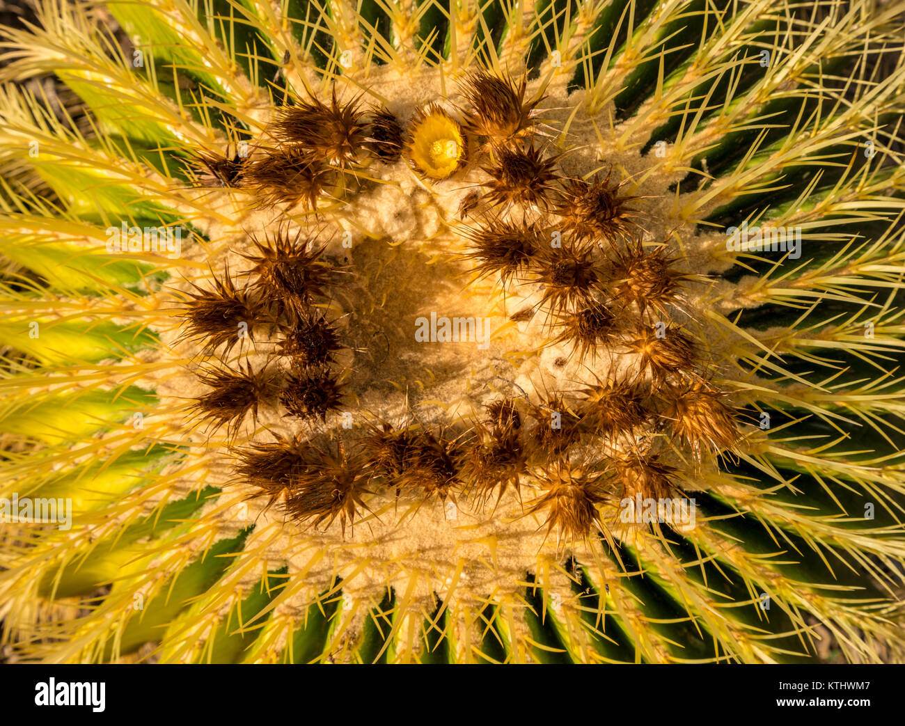 Close up di fiori in pianta di cactus Foto Stock