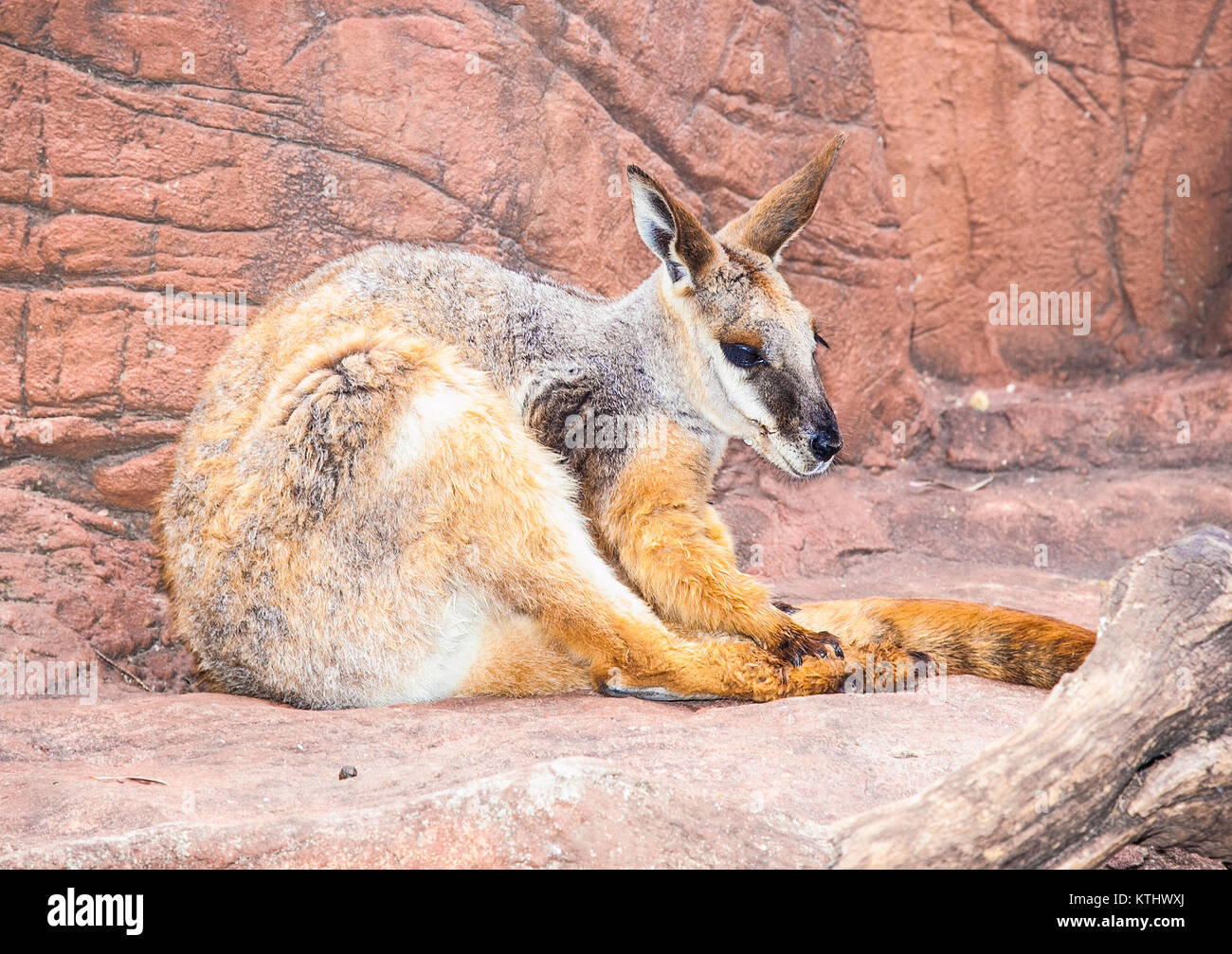 Canguro rosso (Macropus rufus, nero-footed rock-wallaby) sulla roccia a Sydney, in Australia. Foto Stock