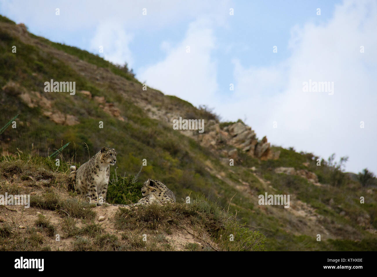 Una piccola popolazione di leopardi neve (Panthera uncia) vive in cattività al CENTRO di Riabilitazione NABU nel villaggio di Ananyevo, Kirghizistan. Foto Stock