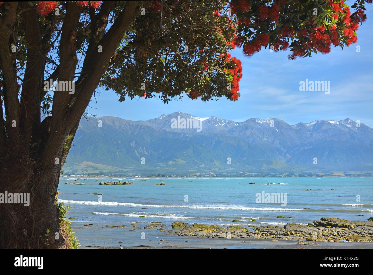 Natale arriva presto per Kaikoura. Il Pohutukawa molla di alberi in fiore per celebrare l'apertura della strada statale uno oggi un anno, uno mon Foto Stock