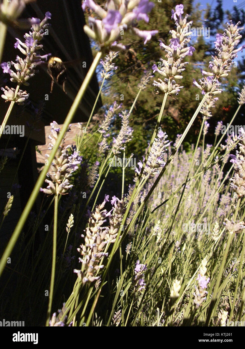 "Bee Mid Flight, Shot Macro" è una fotografia ravvicinata che cattura un'ape in volo, mostrando i dettagli intricati delle ali e della struttura del corpo dell'insetto. La tecnica macro-fotografica evidenzia la precisione e il movimento dell'ape. Foto Stock
