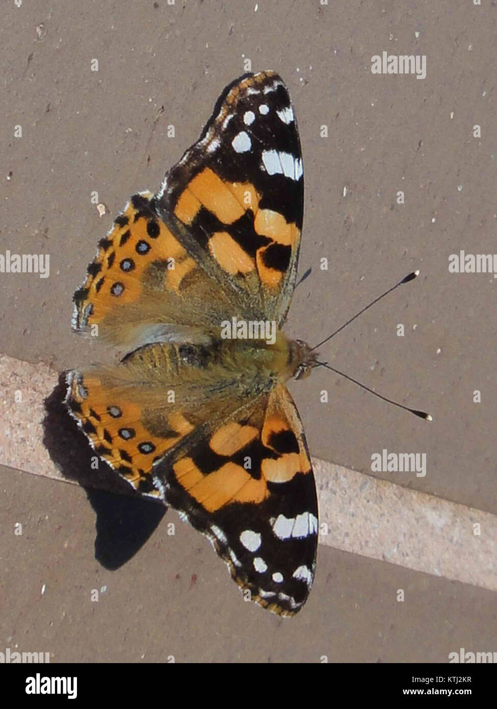 L'Australian Painted Lady è una specie di farfalle originaria dell'Australia, riconosciuta per i suoi vivaci motivi arancioni e neri. Questa immagine mostra il riposo della farfalla, un comportamento comune per questa specie. Foto Stock