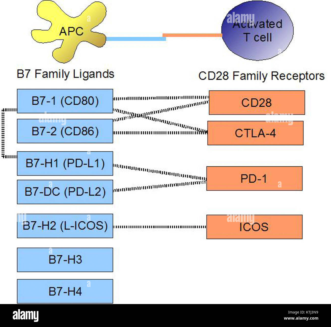I leganti della famiglia B7 e i recettori della famiglia CD28 svolgono un ruolo cruciale nella regolazione del sistema immunitario, in particolare nell'attivazione delle cellule T e nella risposta immunitaria, influenzando le terapie immunitarie. Foto Stock