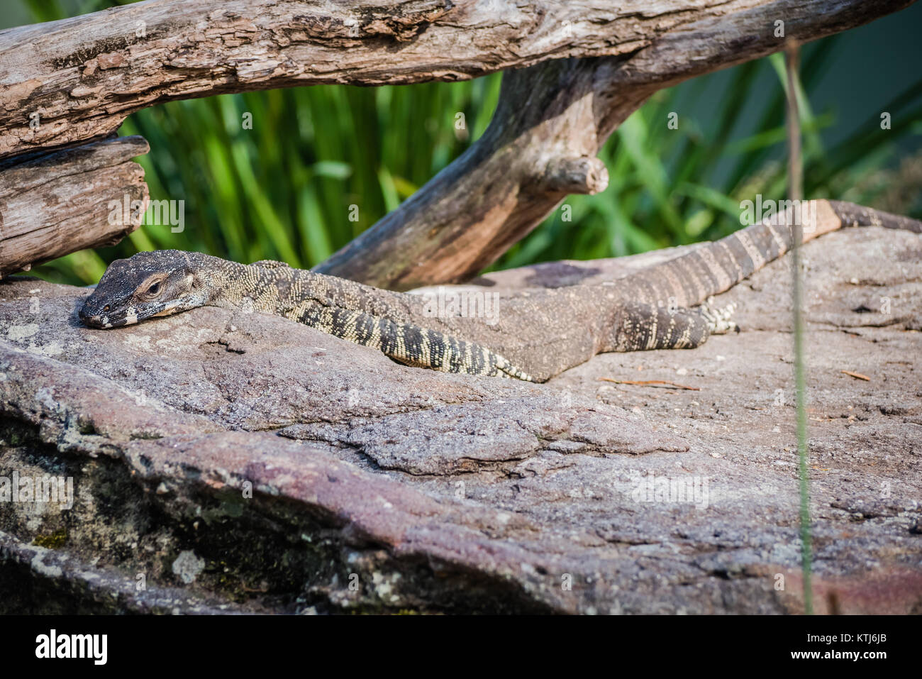 Pizzo lucertola monitor Foto Stock