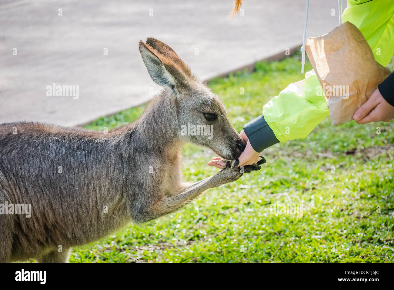 Alimentazione di un canguro di bambino Foto Stock