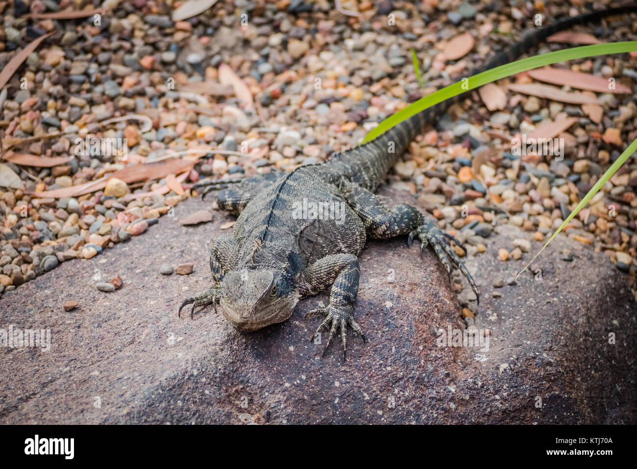 Pizzo lucertola monitor Foto Stock