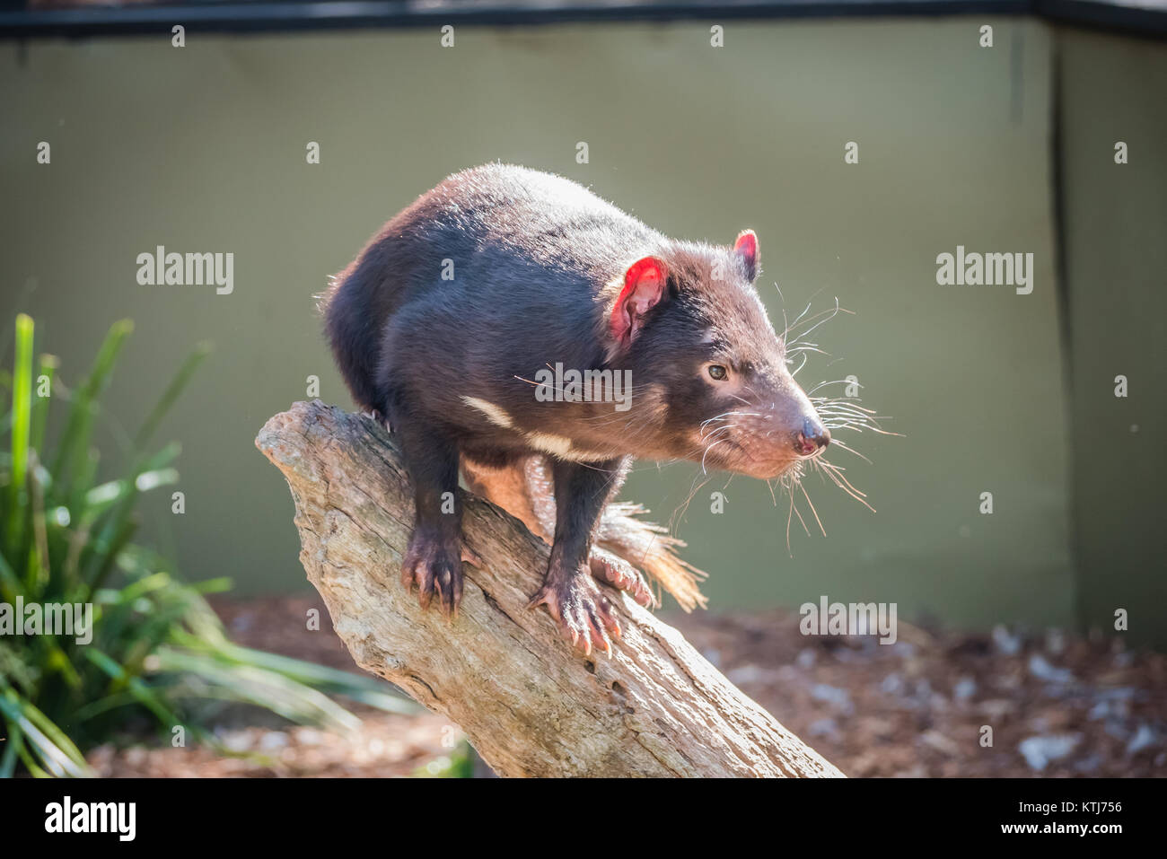 Il diavolo della Tasmania è un carnivoro marsupiale della famiglia Dasyuridae Foto Stock