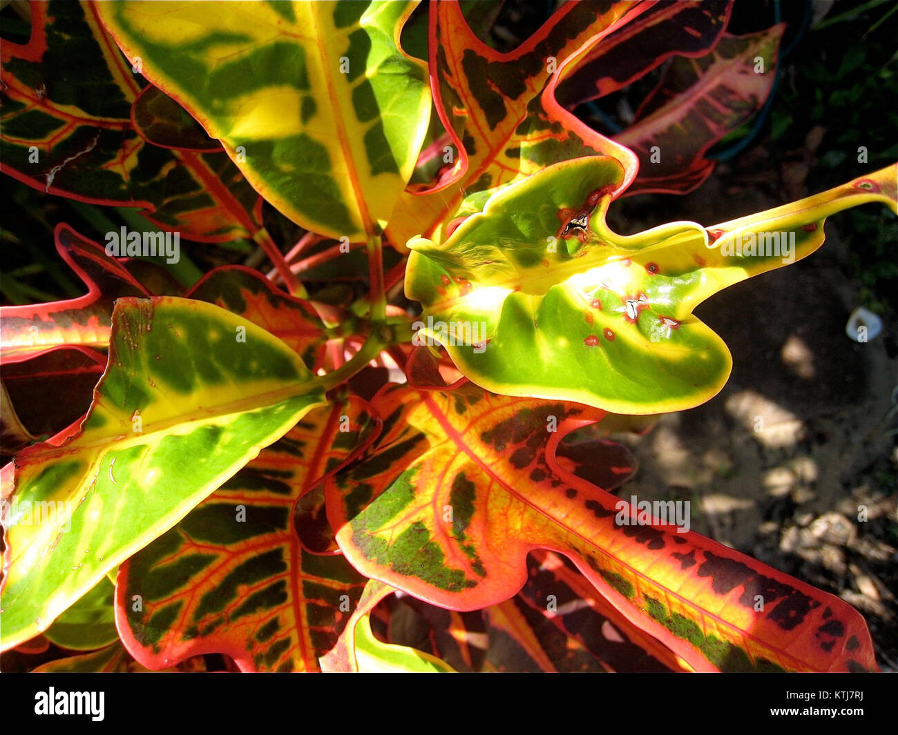 Questa fotografia, scattata in Australia nel luglio 2008, cattura un paesaggio o un evento iconico della regione. Riflette le diverse bellezze naturali dell'Australia e i significativi momenti culturali o ambientali di quel periodo. Foto Stock