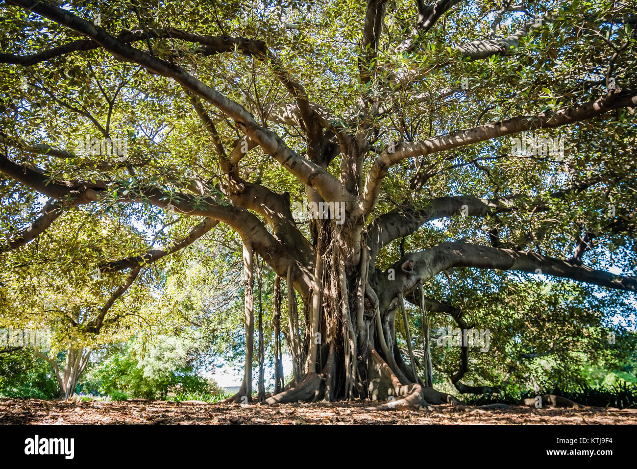 Enorme vecchio albero sydney giardino botanico Foto Stock