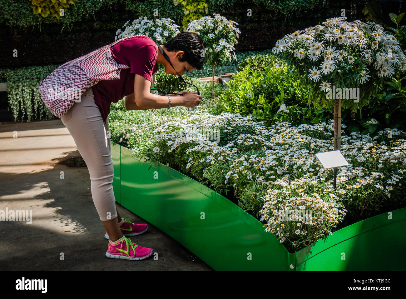 Donna prendendo foto di fiori Foto Stock