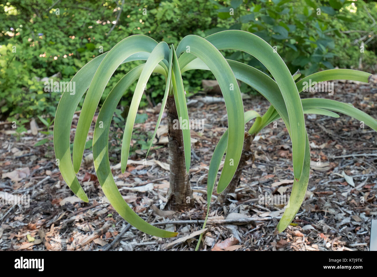 Piante e fiori a Sydney Royal Botanic Garden Foto Stock