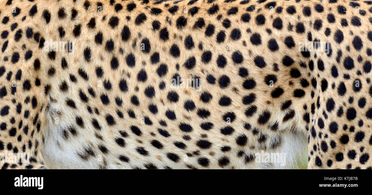 Vista ravvicinata della pelle vera di un ghepardo Foto Stock