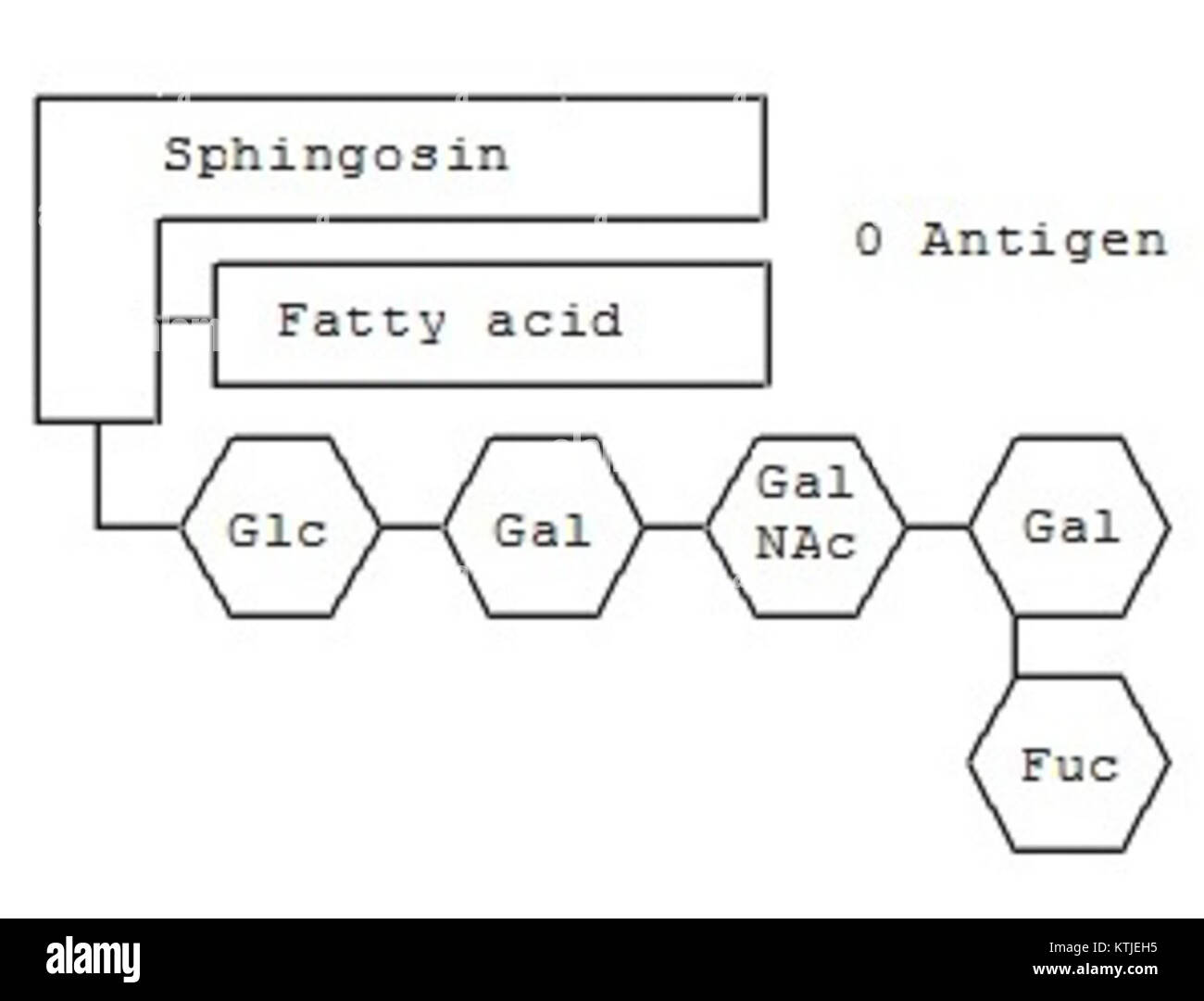 Questo diagramma illustra la struttura del Gangliosid 0, un tipo di glicosfingolipide presente nelle membrane cellulari. È essenziale per le funzioni cellulari e svolge un ruolo in vari processi biologici. Foto Stock