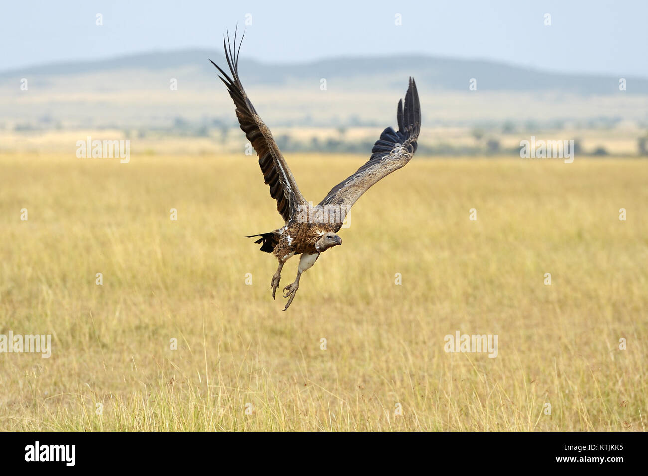 Vulture battenti. Masai Mara National Park, Kenya Foto Stock