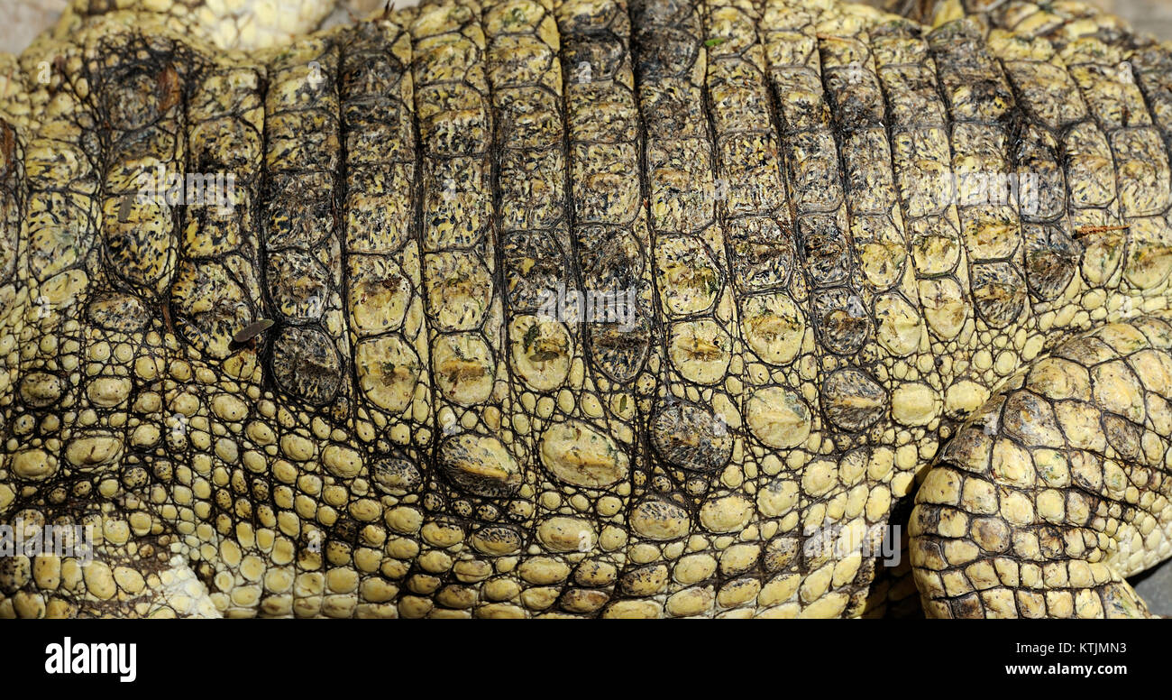 Close-up vera pelle di coccodrillo Foto Stock