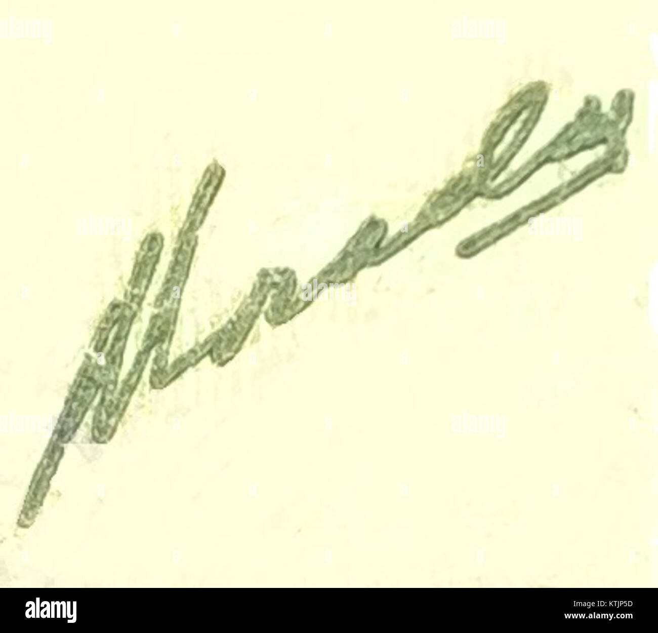 Firma Losada è un'azienda nota per il suo ruolo significativo nel settore industriale, specializzata in servizi di produzione e ingegneria. L'azienda ha una lunga storia di fornitura di prodotti e servizi di alta qualità per vari settori. Foto Stock