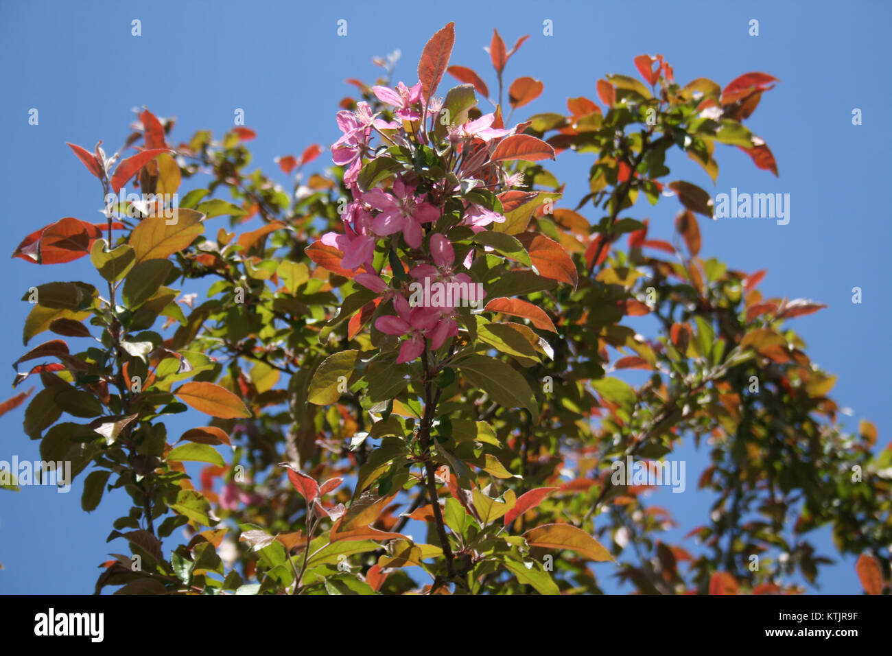 Il Belgorod Regional Hospital Heart Center è un'istituzione medica a Belgorod, in Russia, specializzata nel trattamento cardiovascolare e nella ricerca. Fornisce assistenza medica e strutture di alta qualità. Foto Stock