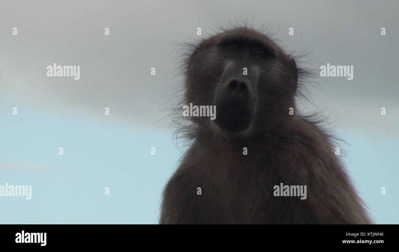 Baboon Matters si riferisce a una discussione o studio sui babbuini, il loro comportamento, la struttura sociale o il ruolo ecologico. L'argomento verosimilmente coinvolge la ricerca sui primati e il loro significato nella fauna selvatica e nella conservazione. Foto Stock