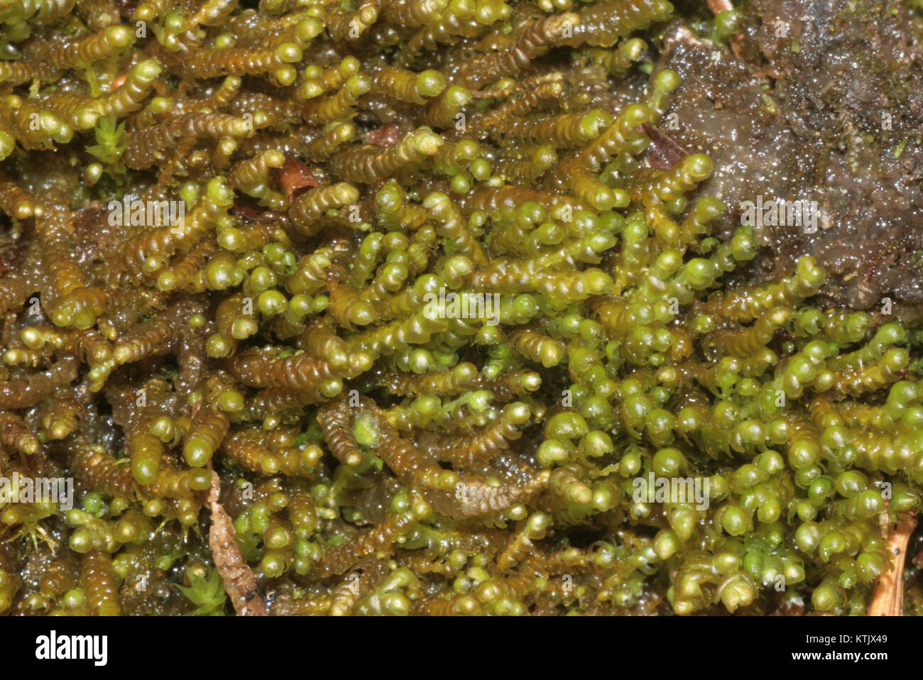 La Bazzania tricrenata è una specie di erba livrea, un tipo di pianta non vascolare. Questa immagine documenta la specie nel suo habitat naturale, contribuendo alla comprensione della diversità vegetale. Foto Stock