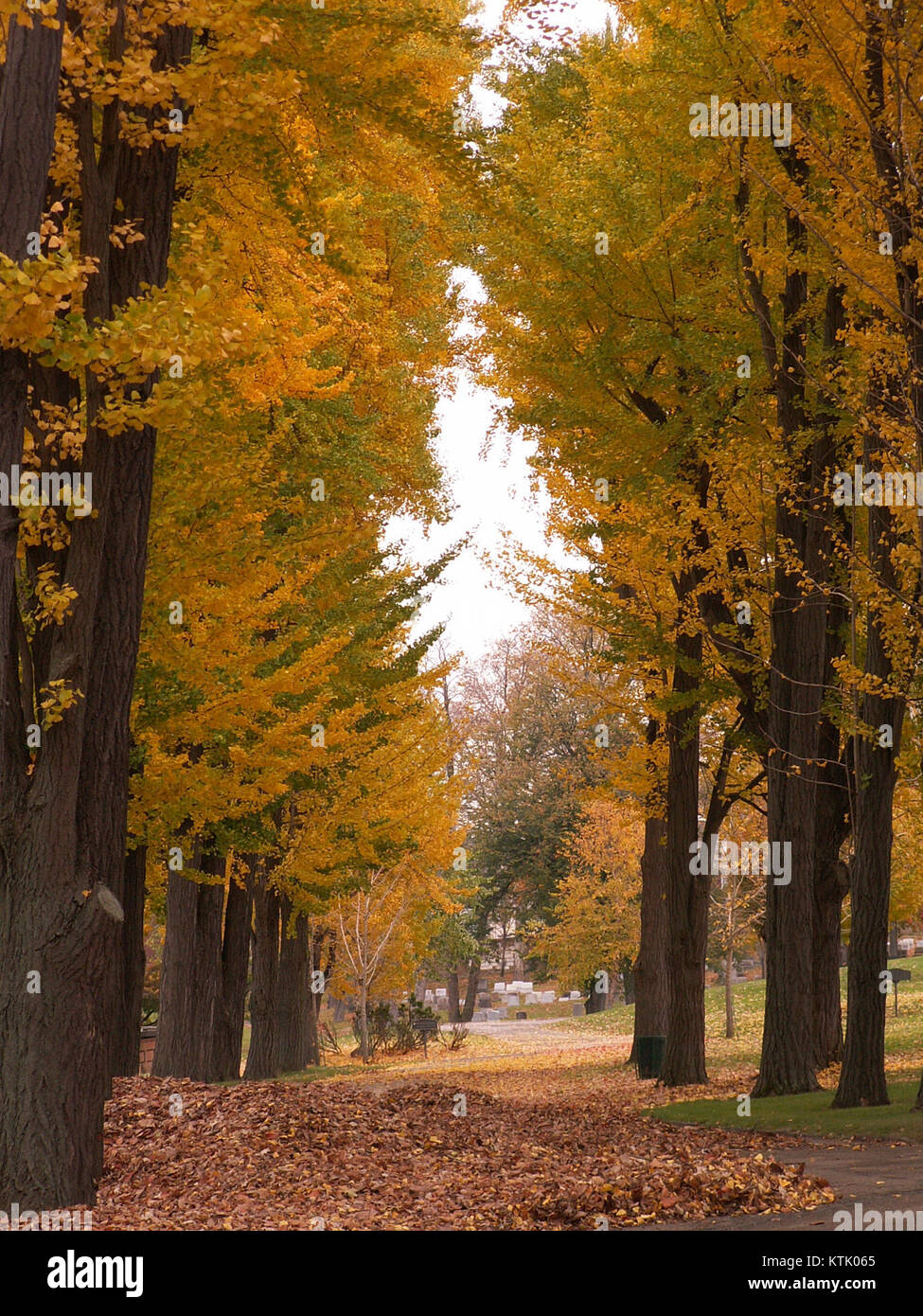 La Avenue of Ginkgo biloba nel cimitero di Allegheny, Pittsburgh, è costeggiata da questi alberi iconici, offrendo una scena pittoresca con le loro caratteristiche foglie a ventaglio. Questo sito è una miscela di bellezza naturale e significato storico. Foto Stock