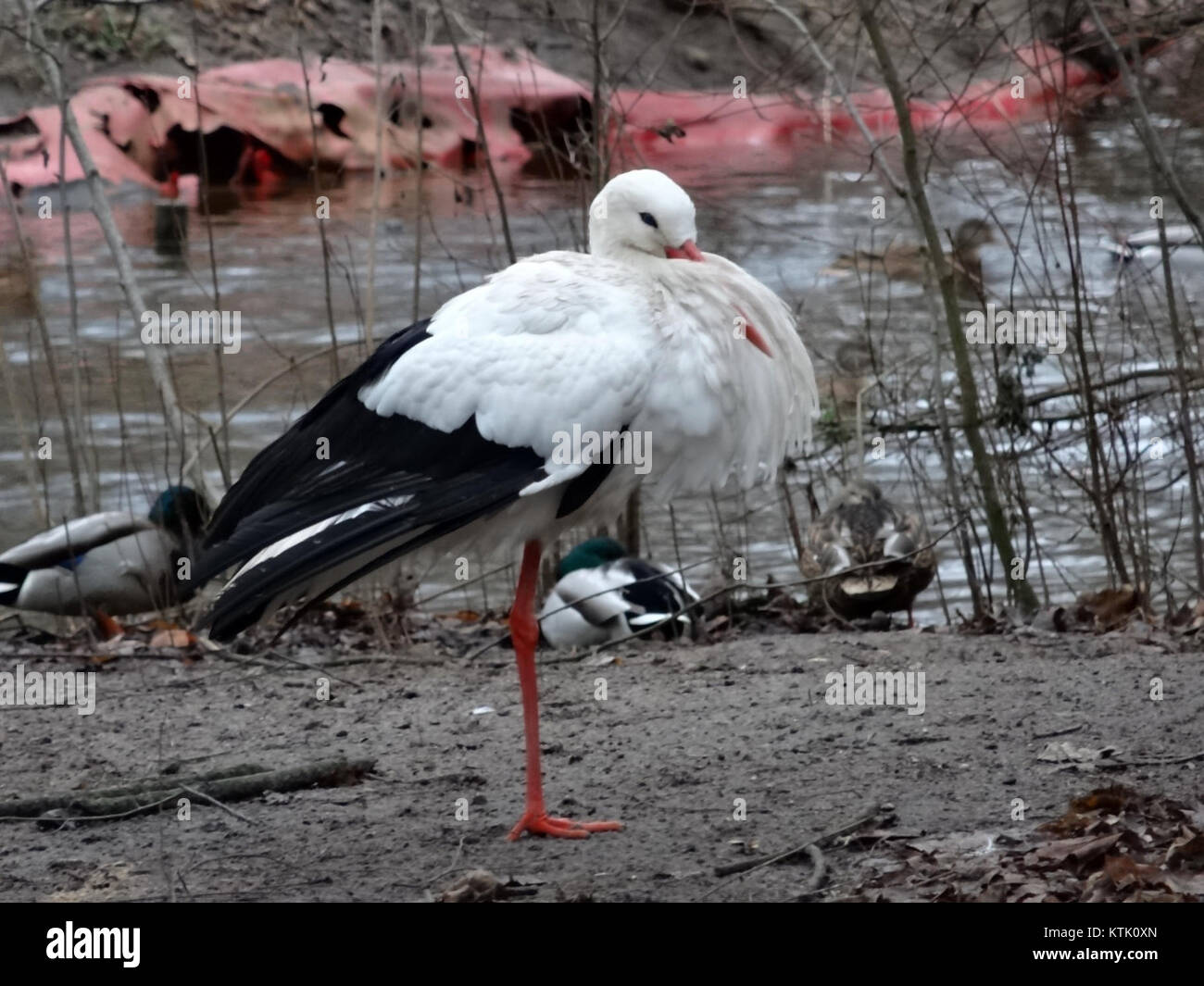 Una fotografia scattata al BDG Zoo il 10 dicembre 2014, che mostra la variegata fauna selvatica e le mostre educative disponibili al pubblico. Lo zoo mette in evidenza la conservazione degli animali e offre ai visitatori l'opportunità di conoscere varie specie. Foto Stock