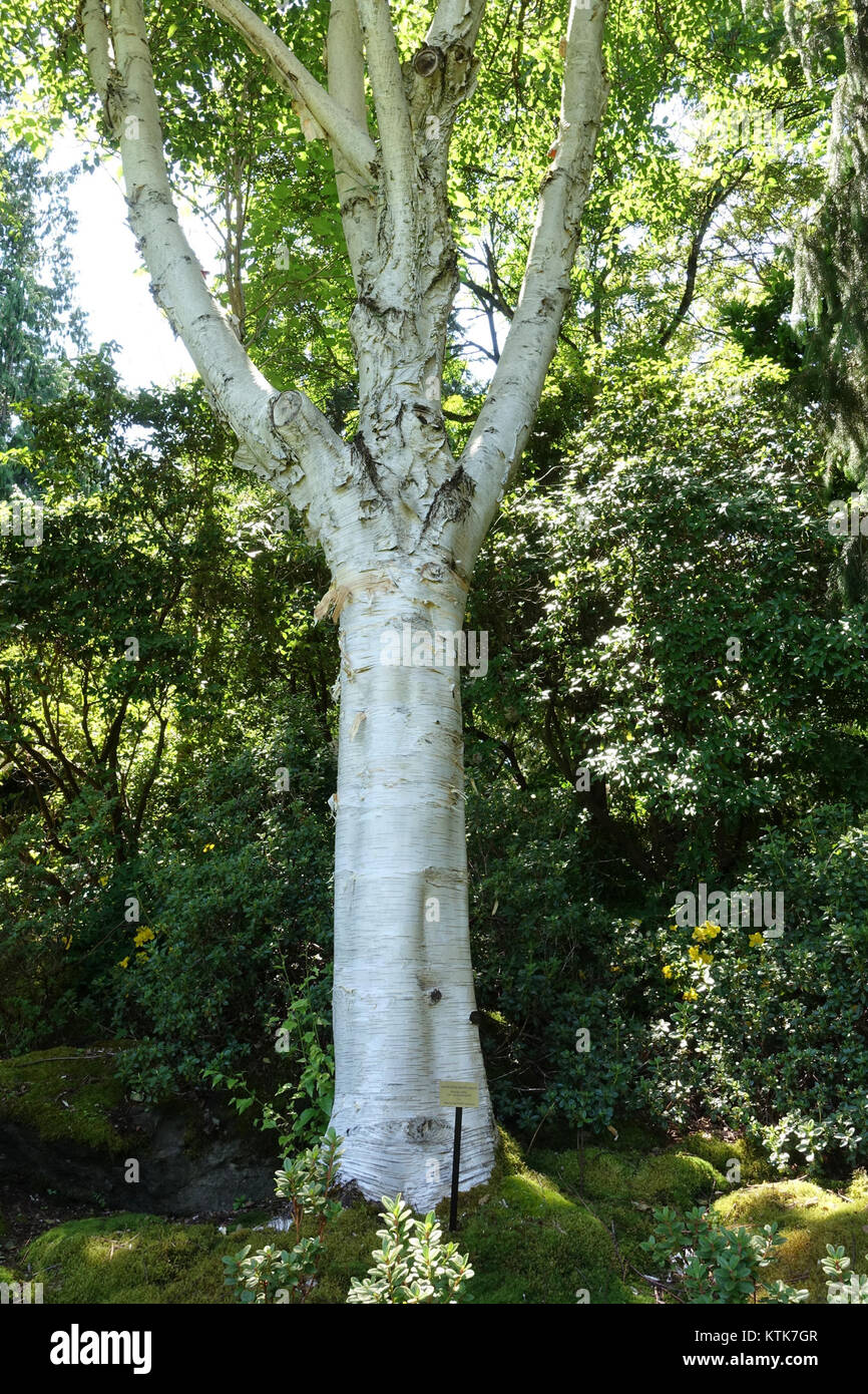 Betula utilis var. Il jacquemontii, noto anche come betulla himalayana, è una specie di albero che si trova nel Giardino Botanico VanDusen a Vancouver, a.C. Conosciuto per la sua impressionante corteccia bianca e il valore ornamentale, questo albero è una scelta popolare per il paesaggio nelle regioni temperate. Foto Stock
