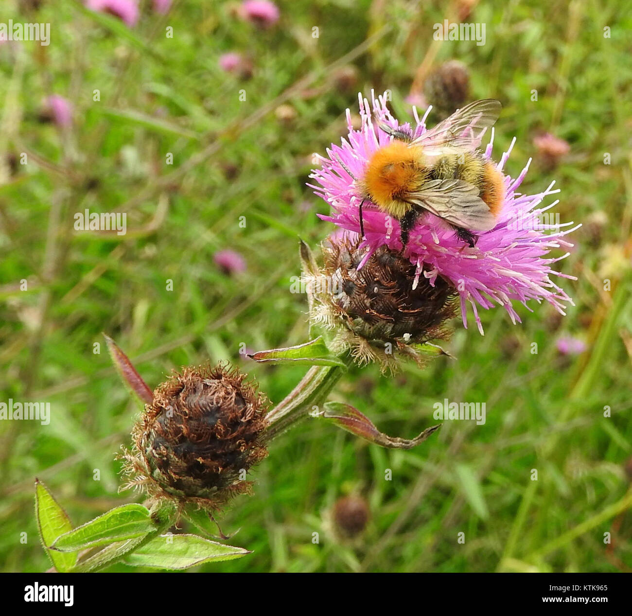 Un'ape catturata in un'immagine, che rappresenta la sua importanza nell'impollinazione e nei sistemi ecologici. Le api sono impollinatori essenziali, contribuendo alla biodiversità e alla salute ambientale. Foto Stock