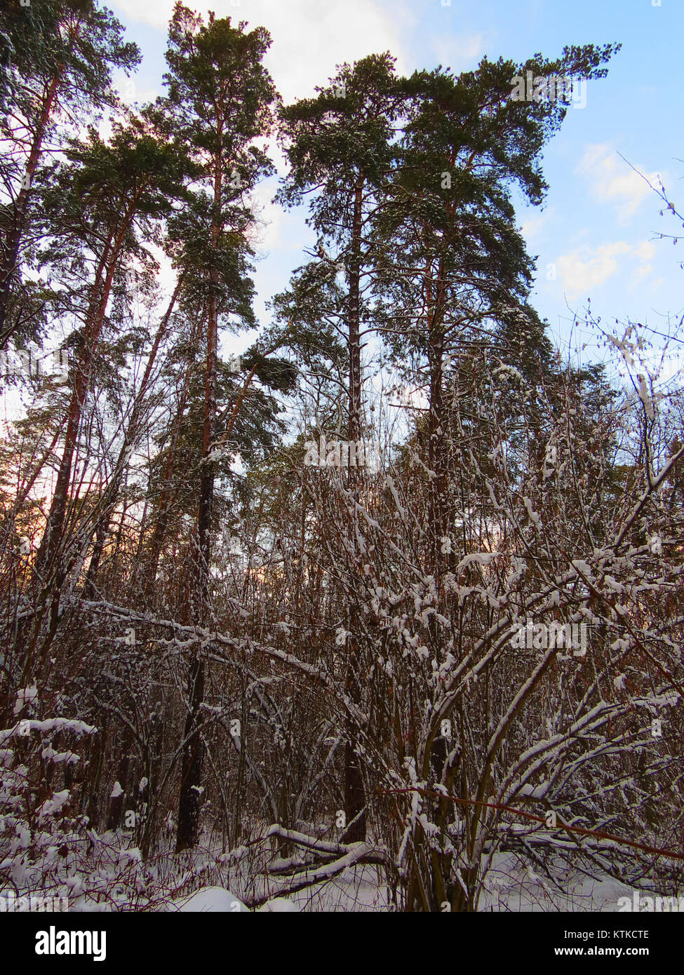 La foresta di Berkovets è una fitta foresta situata in una regione nota per la sua ricca biodiversità e il suo significato ambientale. La foresta ospita varie specie vegetali e animali, il che la rende un'area ecologica cruciale per la conservazione e la ricerca. Foto Stock