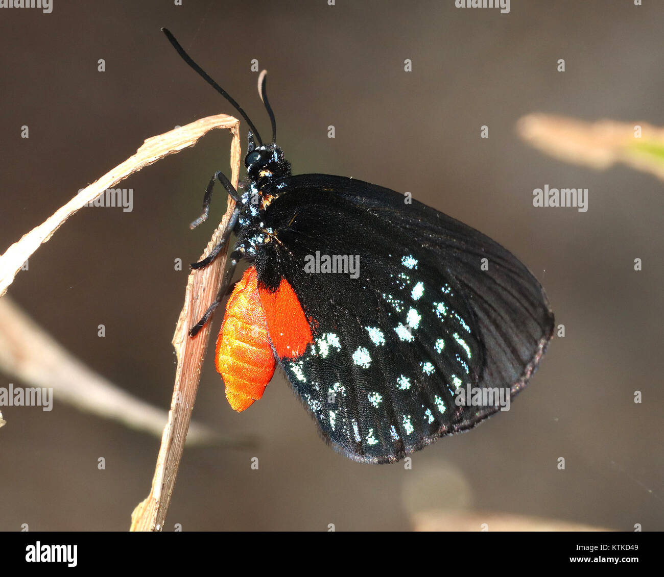 La farfalla di Atala (Eumaeus atala) è stata fotografata a Fairchild Tropical Gardens, Miami-Dade County, Florida, il 2 aprile 2016, mostra la specie nel suo ambiente naturale. Foto Stock