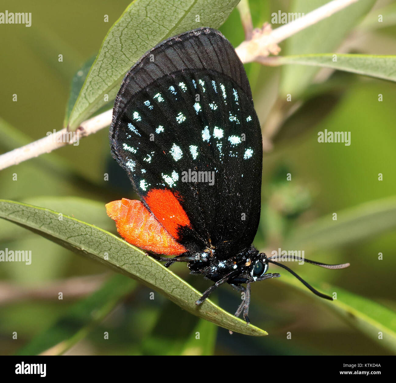 La farfalla di Atala (Eumaeus atala), fotografata nei Fairchild Tropical Gardens, Miami-Dade County, Florida. Questa specie è conosciuta per i suoi colori vividi blu e nero, che la rendono un'attrazione di spicco nelle popolazioni tropicali di farfalle. Foto Stock