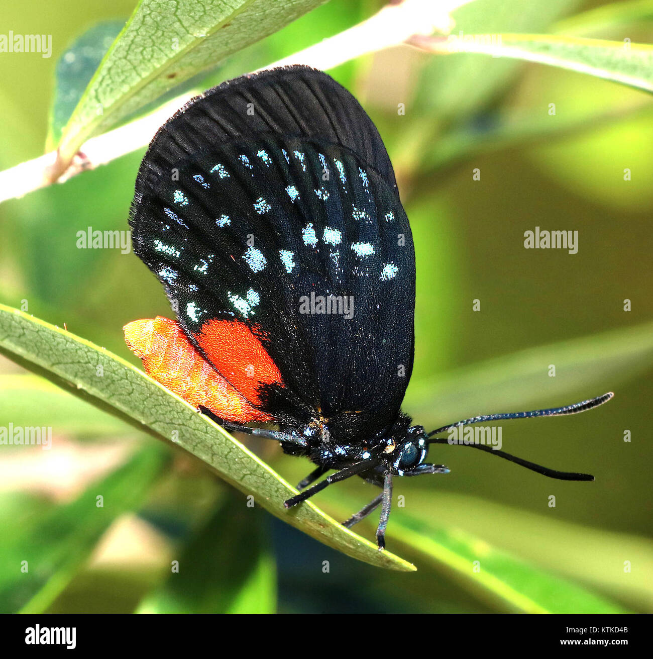 Atala (Eumaeus atala), una specie di farfalle osservata ai Fairchild Tropical Gardens nella contea di Miami-Dade, in Florida, è una specie rara e a rischio di estinzione. La farfalla è nota per i suoi colori vivaci e per il ruolo importante negli ecosistemi locali. Foto Stock