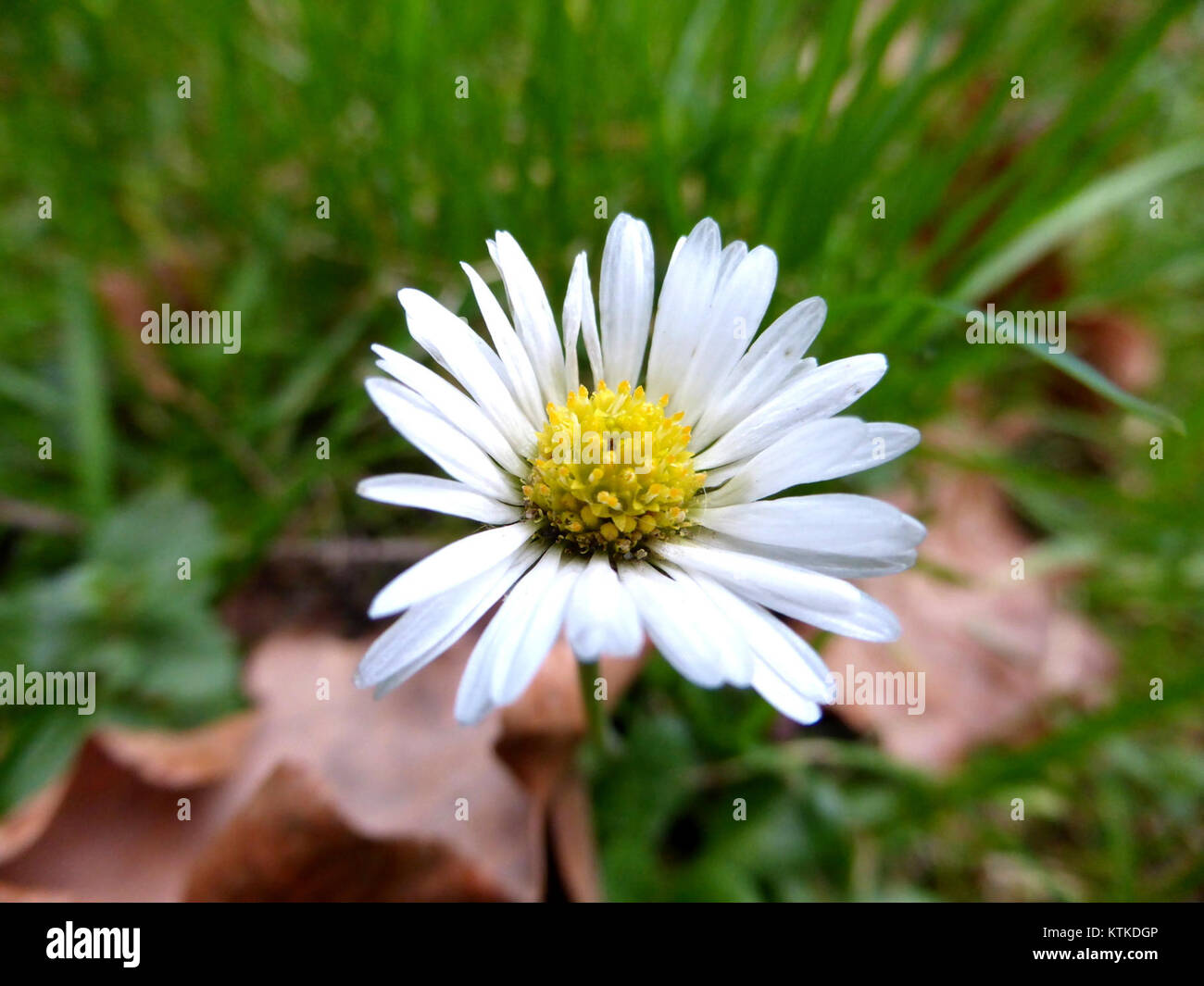 Questa fotografia cattura un perennis Bellis, comunemente noto come margherita comune, in fiore nel febbraio 2016. Presenta i petali bianchi e il centro giallo del plantâ, comuni nei prati e nei giardini. Foto Stock