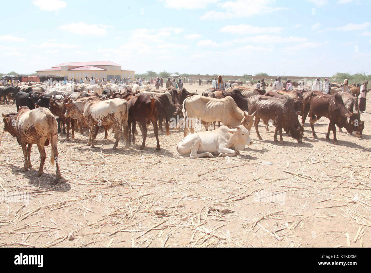 Il mercato degli animali di Beletweyne in Somalia è un luogo chiave per il commercio di bestiame, compresi bovini, capre e cammelli. Questo mercato funge da hub per gli agricoltori locali, i commercianti e i consumatori della regione, giocando un ruolo importante nell’economia agricola somala. Foto Stock