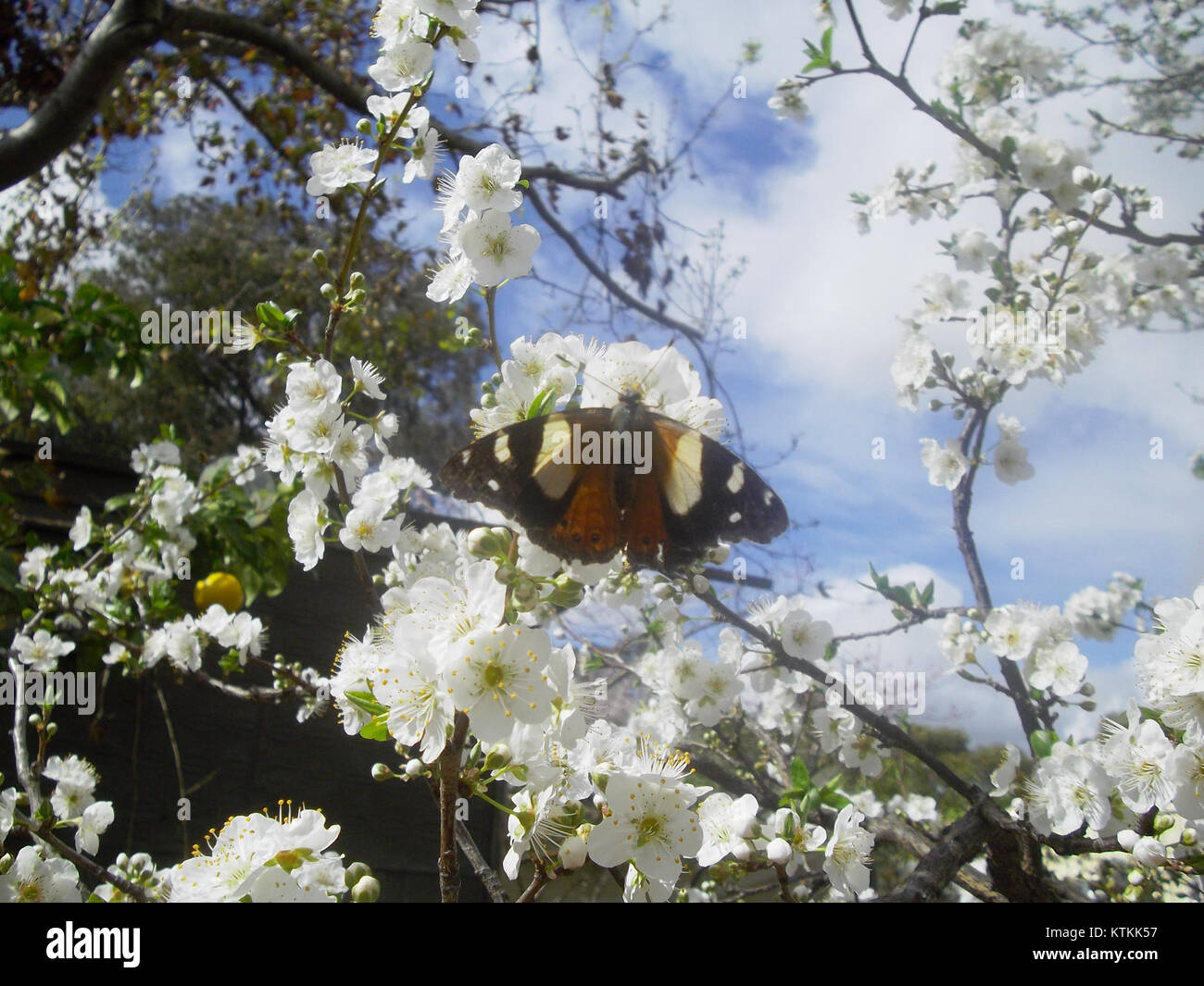 L'ammiraglio australiano (Vanessa itea) è una specie di farfalla che si trova in Australia e nelle regioni circostanti. Conosciuto per i suoi motivi di colore e le forme delle ali, è un membro della famiglia Nymphalidae. Foto Stock