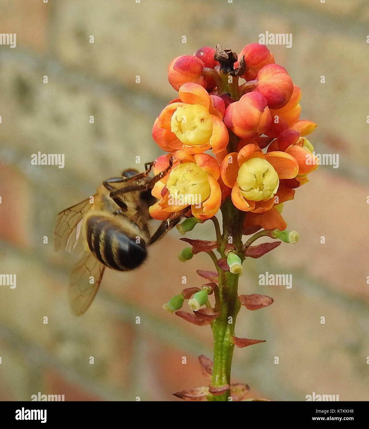 Foto ravvicinata di un'ape su una fioritura di Mahonia, che evidenzia il processo di impollinazione in natura. Foto Stock