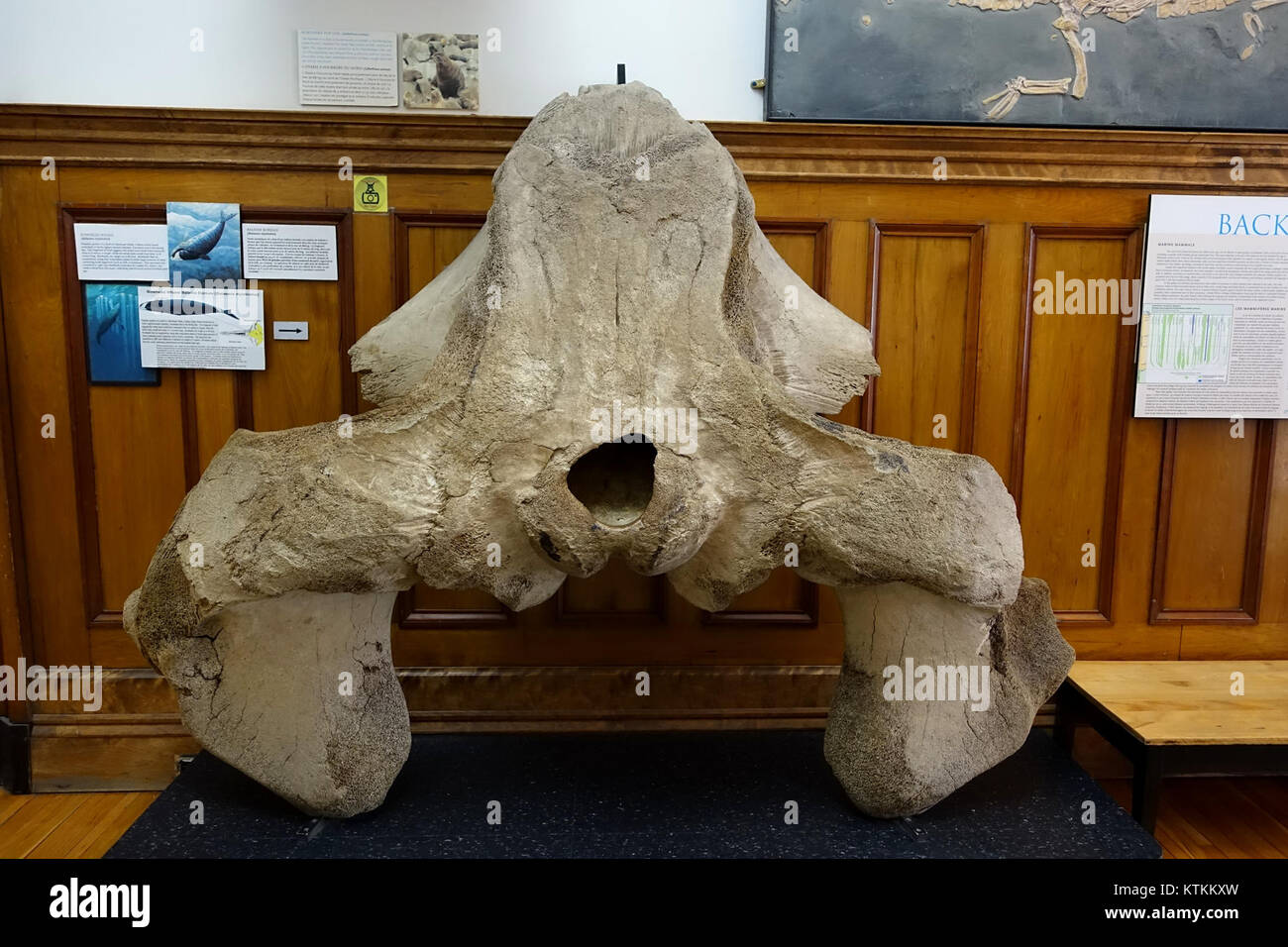Balaena mysticetus, la porzione posteriore del cranio Redpath Museum presso la McGill University di Montreal, Canada DSC07797 Foto Stock